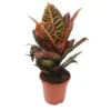 House Plant - Croton - Petra - 7 Cm Pot Size - 10-20 Cm Tall - Codiaeum Variegatum Var. Pictum - Indoor Plant