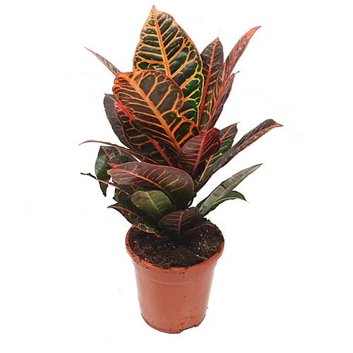 House Plant - Croton - Petra - 7 Cm Pot Size - 10-20 Cm Tall - Codiaeum Variegatum Var. Pictum - Indoor Plant 1 House Plant - Croton - Petra - 7 Cm Pot Size - 10-20 Cm Tall - Codiaeum Variegatum Var. Pictum - Indoor Plant