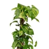 House Plant - Devil's Ivy - Golden Pothos - 15 Cm (Moss Pole) Pot Size - 50-70 Cm Tall - Epipremnum Pinnatum Aureum - Indoor Plant