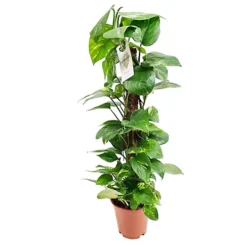 House Plant - Devil's Ivy - Golden Pothos - 15 Cm (Moss Pole) Pot Size - 50-70 Cm Tall - Epipremnum Pinnatum Aureum - Indoor Plant -Cheap Grow And Trim Store house plant devil s ivy golden pothos 15 cm moss pole pot size 50 70 cm tall epipremnum pinnatum aureum indoor plant5061018810802 03c MP