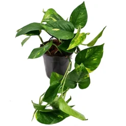 House Plant - Devil's Ivy - Golden Pothos - 15 Cm (Moss Pole) Pot Size - 50-70 Cm Tall - Epipremnum Pinnatum Aureum - Indoor Plant -Cheap Grow And Trim Store house plant devil s ivy golden pothos 15 cm moss pole pot size 50 70 cm tall epipremnum pinnatum aureum indoor plant5061018810802 06c MP