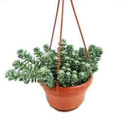 House Plant - Donkey's Tail - Burrito - 10 Cm Pot Size - Below 10 Cm Tall - Hylotelephium Sieboldii - Indoor Plant -Cheap Grow And Trim Store house plant donkey s tail burrito 10 cm pot size below 10 cm tall hylotelephium sieboldii indoor plant5061018810888 03c MP