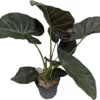 House Plant - Elephant Ear - Regal Shields - 19 Cm Pot Size - 50-70 Cm Tall - Alocasia Odora X Alocasia Reginula - Indoor Plant