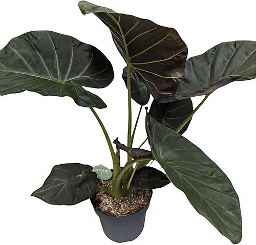 House Plant - Elephant Ear - Regal Shields - 19 Cm Pot Size - 50-70 Cm Tall - Alocasia Odora X Alocasia Reginula - Indoor Plant 1 House Plant - Elephant Ear - Regal Shields - 19 Cm Pot Size - 50-70 Cm Tall - Alocasia Odora X Alocasia Reginula - Indoor Plant