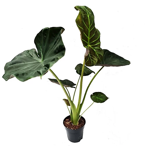 House Plant - Elephant Ear - Regal Shields - 19 Cm Pot Size - 50-70 Cm Tall - Alocasia Odora X Alocasia Reginula - Indoor Plant 2 House Plant - Elephant Ear - Regal Shields - 19 Cm Pot Size - 50-70 Cm Tall - Alocasia Odora X Alocasia Reginula - Indoor Plant - Image 2