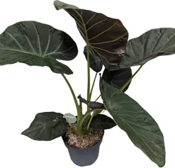 House Plant - Elephant Ear - Regal Shields - 19 Cm Pot Size - 50-70 Cm Tall - Alocasia Odora X Alocasia Reginula - Indoor Plant 6 House Plant - Elephant Ear - Regal Shields - 19 Cm Pot Size - 50-70 Cm Tall - Alocasia Odora X Alocasia Reginula - Indoor Plant -Cheap Grow And Trim Store house plant elephant ear regal shields 19 cm pot size 50 70 cm tall alocasia odora x alocasia reginula indoor plant5061018812707 03c MP