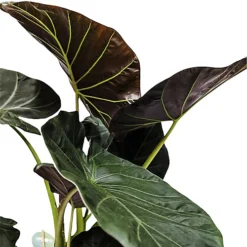 House Plant - Elephant Ear - Regal Shields - 19 Cm Pot Size - 50-70 Cm Tall - Alocasia Odora X Alocasia Reginula - Indoor Plant 7 House Plant - Elephant Ear - Regal Shields - 19 Cm Pot Size - 50-70 Cm Tall - Alocasia Odora X Alocasia Reginula - Indoor Plant -Cheap Grow And Trim Store house plant elephant ear regal shields 19 cm pot size 50 70 cm tall alocasia odora x alocasia reginula indoor plant5061018812707 04c MP