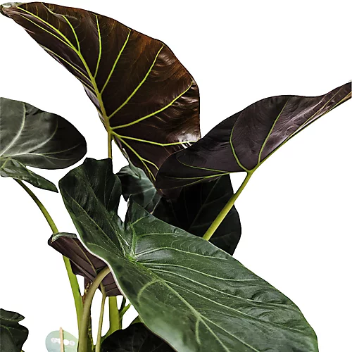 House Plant - Elephant Ear - Regal Shields - 19 Cm Pot Size - 50-70 Cm Tall - Alocasia Odora X Alocasia Reginula - Indoor Plant 4 House Plant - Elephant Ear - Regal Shields - 19 Cm Pot Size - 50-70 Cm Tall - Alocasia Odora X Alocasia Reginula - Indoor Plant - Image 4