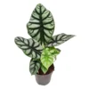 House Plant - Elephant Ear - Silver Dragon - Rare Plant - 14 Cm Pot Size - 30-40 Cm Tall - Alocasia Baginda - Indoor Plant