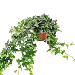 House Plant - English Ivy - Shamrock - 15 Cm (Free Pot Hanger) Pot Size - 30-40 Cm Tall - Hedera Helix - Indoor Plant -Cheap Grow And Trim Store house plant english ivy shamrock 15 cm free pot hanger pot size 30 40 cm tall hedera helix indoor plant5061018810574 02c MP