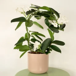 House Plant - Madagascar Jasmine - 12 Cm (Not In Flower) Pot Size - Stephanotis Floribunda - Indoor Plant