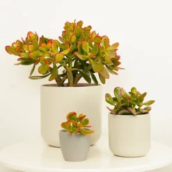 House Plant - Money Plant - Sunset - 8 Cm Pot Size - 10-20 Cm Tall - Crassula Ovata - Indoor Plant