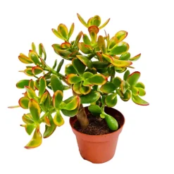 House Plant - Money Plant - Sunset - 8 Cm Pot Size - 10-20 Cm Tall - Crassula Ovata - Indoor Plant -Cheap Grow And Trim Store house plant money plant sunset 8 cm pot size 10 20 cm tall crassula ovata indoor plant5061018810826 03c MP