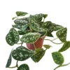 House Plant - Satin Pothos - 12 Cm Pot Size - 10-20 Cm Tall - Scindapsus Pictum Argyraeus - Indoor Plant