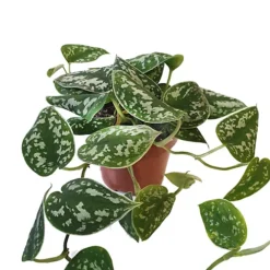House Plant - Satin Pothos - 12 Cm Pot Size - 10-20 Cm Tall - Scindapsus Pictum Argyraeus - Indoor Plant