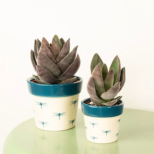 House Plant - Silver Dollar Plant - Lotus - 5 Cm Pot Size - Below 10 Cm Tall - Crassula Garnet - Indoor Plant 1 House Plant - Silver Dollar Plant - Lotus - 5 Cm Pot Size - Below 10 Cm Tall - Crassula Garnet - Indoor Plant
