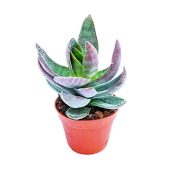 House Plant - Silver Dollar Plant - Lotus - 5 Cm Pot Size - Below 10 Cm Tall - Crassula Garnet - Indoor Plant 3 House Plant - Silver Dollar Plant - Lotus - 5 Cm Pot Size - Below 10 Cm Tall - Crassula Garnet - Indoor Plant -Cheap Grow And Trim Store house plant silver dollar plant lotus 5 cm pot size below 10 cm tall crassula garnet indoor plant5061018811830 02c MP