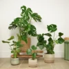 House Plant - Swiss Cheese Plant - 17 Cm Pot Size - 50-70 Cm Tall - Monstera Deliciosa - Indoor Plant