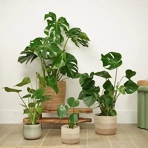 House Plant - Swiss Cheese Plant - 17 Cm Pot Size - 50-70 Cm Tall - Monstera Deliciosa - Indoor Plant 1 House Plant - Swiss Cheese Plant - 17 Cm Pot Size - 50-70 Cm Tall - Monstera Deliciosa - Indoor Plant