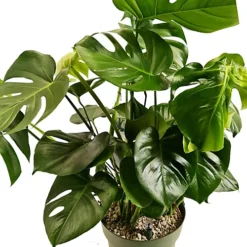 House Plant - Swiss Cheese Plant - 17 Cm Pot Size - 50-70 Cm Tall - Monstera Deliciosa - Indoor Plant 5 House Plant - Swiss Cheese Plant - 17 Cm Pot Size - 50-70 Cm Tall - Monstera Deliciosa - Indoor Plant -Cheap Grow And Trim Store house plant swiss cheese plant 17 cm pot size 50 70 cm tall monstera deliciosa indoor plant5061018810291 02c MP