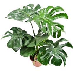 House Plant - Swiss Cheese Plant - 17 Cm Pot Size - 50-70 Cm Tall - Monstera Deliciosa - Indoor Plant 6 House Plant - Swiss Cheese Plant - 17 Cm Pot Size - 50-70 Cm Tall - Monstera Deliciosa - Indoor Plant -Cheap Grow And Trim Store house plant swiss cheese plant 17 cm pot size 50 70 cm tall monstera deliciosa indoor plant5061018810291 03c MP