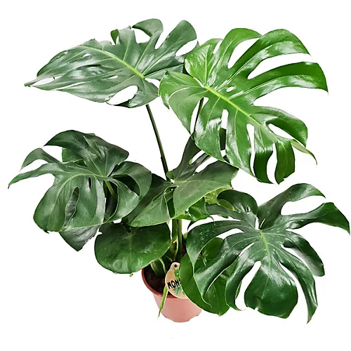 House Plant - Swiss Cheese Plant - 17 Cm Pot Size - 50-70 Cm Tall - Monstera Deliciosa - Indoor Plant 3 House Plant - Swiss Cheese Plant - 17 Cm Pot Size - 50-70 Cm Tall - Monstera Deliciosa - Indoor Plant - Image 3