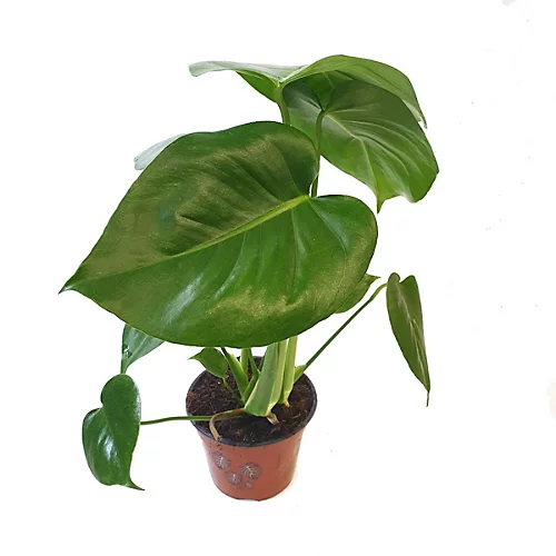 House Plant - Swiss Cheese Plant - 17 Cm Pot Size - 50-70 Cm Tall - Monstera Deliciosa - Indoor Plant 4 House Plant - Swiss Cheese Plant - 17 Cm Pot Size - 50-70 Cm Tall - Monstera Deliciosa - Indoor Plant - Image 4