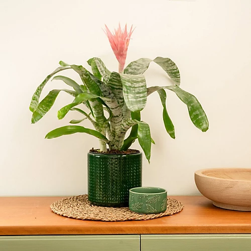 House Plant - Urn Plant - Primera - 15 Cm Pot Size - 50-70 Cm Tall - Aechmea Fasciata - Indoor Plant 1 House Plant - Urn Plant - Primera - 15 Cm Pot Size - 50-70 Cm Tall - Aechmea Fasciata - Indoor Plant