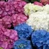 Hydrangea Plant Mix - Beautiful Collection Of Outdoor Plants, Ideal For UK Gardens, 9cm Pots (3 Pack)