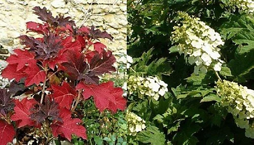 Hydrangea Quercifolia Snow Queen 2-3ft Large Supplied In A 3 Litre Pot 1 Hydrangea Quercifolia Snow Queen 2-3ft Large Supplied In A 3 Litre Pot