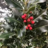 Ilex Aquifolium - Holly - 5L Pot