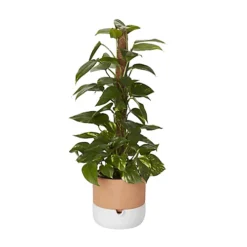 Ivy In 19cm Black Plastic Grow Pot -Cheap Grow And Trim Store ivy in 19cm black plastic grow pot3663602462491 22c