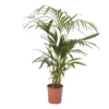 Kentia Palm In 19cm Terracotta Plastic Grow Pot
