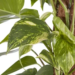 Kentia Palm In 19cm Terracotta Plastic Grow Pot -Cheap Grow And Trim Store kentia palm in 19cm terracotta plastic grow pot3663602462484 36c