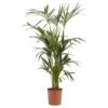 Kentia Palm In 24cm Terracotta Plastic Grow Pot