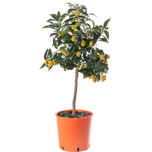 Kumquat Tree - Outdoor Fruit Tree, Grow Your Own Tasty Fruits, Ideal Size For UK Gardens In 20cm Pot (2-3ft) 1 Kumquat Tree - Outdoor Fruit Tree, Grow Your Own Tasty Fruits, Ideal Size For UK Gardens In 20cm Pot (2-3ft)