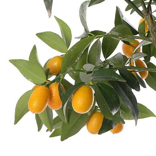 Kumquat Tree - Outdoor Fruit Tree, Grow Your Own Tasty Fruits, Ideal Size For UK Gardens In 20cm Pot (2-3ft) 2 Kumquat Tree - Outdoor Fruit Tree, Grow Your Own Tasty Fruits, Ideal Size For UK Gardens In 20cm Pot (2-3ft) - Image 2