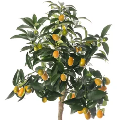 Kumquat Tree - Outdoor Fruit Tree, Grow Your Own Tasty Fruits, Ideal Size For UK Gardens In 20cm Pot (2-3ft) 6 Kumquat Tree - Outdoor Fruit Tree, Grow Your Own Tasty Fruits, Ideal Size For UK Gardens In 20cm Pot (2-3ft) -Cheap Grow And Trim Store kumquat tree outdoor fruit tree grow your own tasty fruits ideal size for uk gardens in 20cm pot 2 3ft 5059442054923 03c MP