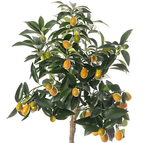 Kumquat Tree - Outdoor Fruit Tree, Grow Your Own Tasty Fruits, Ideal Size For UK Gardens In 20cm Pot (2-3ft) 3 Kumquat Tree - Outdoor Fruit Tree, Grow Your Own Tasty Fruits, Ideal Size For UK Gardens In 20cm Pot (2-3ft) - Image 3