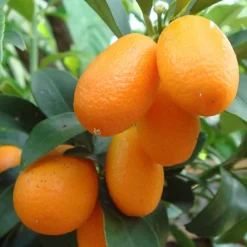 Kumquat Tree - Outdoor Fruit Tree, Grow Your Own Tasty Fruits, Ideal Size For UK Gardens In 20cm Pot (2-3ft) 7 Kumquat Tree - Outdoor Fruit Tree, Grow Your Own Tasty Fruits, Ideal Size For UK Gardens In 20cm Pot (2-3ft) -Cheap Grow And Trim Store kumquat tree outdoor fruit tree grow your own tasty fruits ideal size for uk gardens in 20cm pot 2 3ft 5059442054923 04c MP
