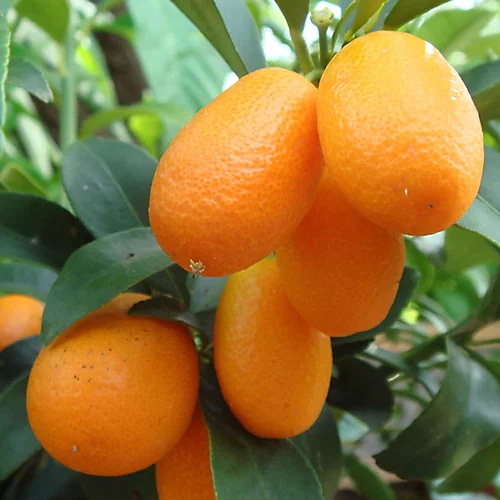 Kumquat Tree - Outdoor Fruit Tree, Grow Your Own Tasty Fruits, Ideal Size For UK Gardens In 20cm Pot (2-3ft) 4 Kumquat Tree - Outdoor Fruit Tree, Grow Your Own Tasty Fruits, Ideal Size For UK Gardens In 20cm Pot (2-3ft) - Image 4