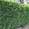 Leylandii 40cm Height Evergreen Hedge Plant Pack Of 6