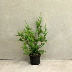 Leylandii 40cm Height Evergreen Hedge Plant Pack Of 6 -Cheap Grow And Trim Store leylandii 40cm height evergreen hedge plant pack of 65056684004235 03c MP