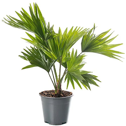 Livistona Palm - Elegant And Tropical Indoor Plant For Interior Spaces (30-40cm) 1 Livistona Palm - Elegant And Tropical Indoor Plant For Interior Spaces (30-40cm)