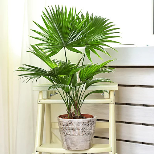 Livistona Palm - Elegant And Tropical Indoor Plant For Interior Spaces (30-40cm) 2 Livistona Palm - Elegant And Tropical Indoor Plant For Interior Spaces (30-40cm) - Image 2