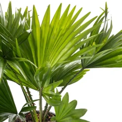 Livistona Palm - Elegant And Tropical Indoor Plant For Interior Spaces (30-40cm) 6 Livistona Palm - Elegant And Tropical Indoor Plant For Interior Spaces (30-40cm) -Cheap Grow And Trim Store livistona palm elegant and tropical indoor plant for interior spaces 30 40cm 5059442053711 03c MP