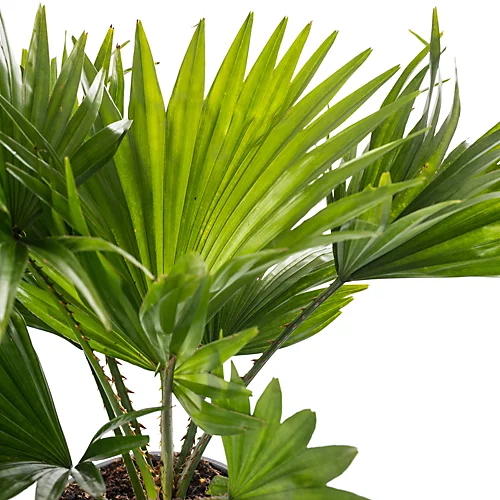 Livistona Palm - Elegant And Tropical Indoor Plant For Interior Spaces (30-40cm) 3 Livistona Palm - Elegant And Tropical Indoor Plant For Interior Spaces (30-40cm) - Image 3