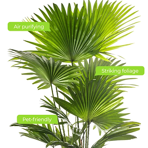 Livistona Palm - Elegant And Tropical Indoor Plant For Interior Spaces (30-40cm) 4 Livistona Palm - Elegant And Tropical Indoor Plant For Interior Spaces (30-40cm) - Image 4