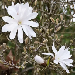 Magnolia Stellata Patio Tree - Stunning Variety, Ideal For UK Gardens, Compact Size (2-3ft) -Cheap Grow And Trim Store magnolia stellata patio tree stunning variety ideal for uk gardens compact size 2 3ft 5059442003495 04c MP