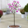 Magnolia Susan Patio Tree - Stunning Variety, Ideal For UK Gardens, Compact Size (2-3ft)